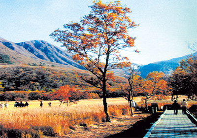 The Grand Park Of Chikugo River