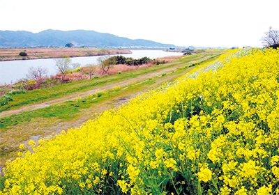 Rape blossoms & Chikugo river