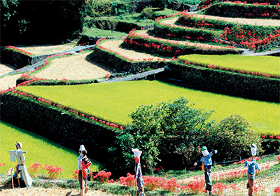 Tsuzura Terrace Fields