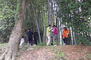 竹筏に使用する竹の確保作業